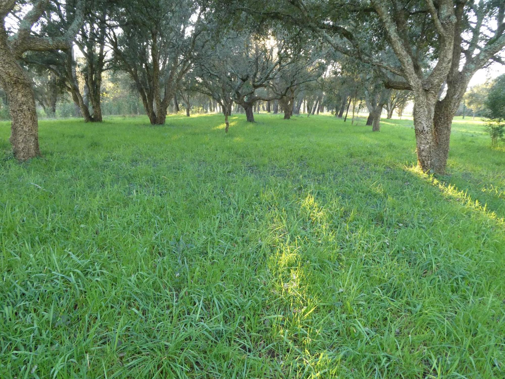 Casita A Estrenar En Finca Con Rio Proxima A Tui, Gondomar Y Portugal. Εξωτερικό φωτογραφία